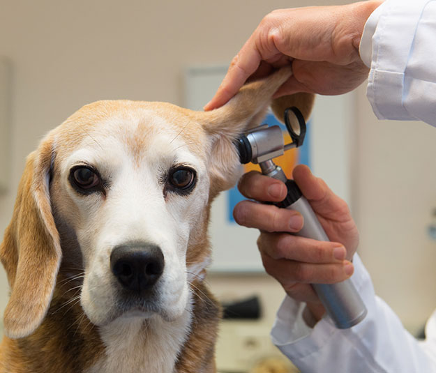 dog examination